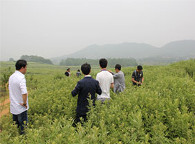 種植基地12