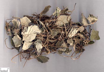 廣金錢(qián)草