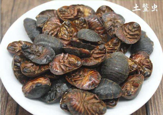 土鱉蟲(chóng)