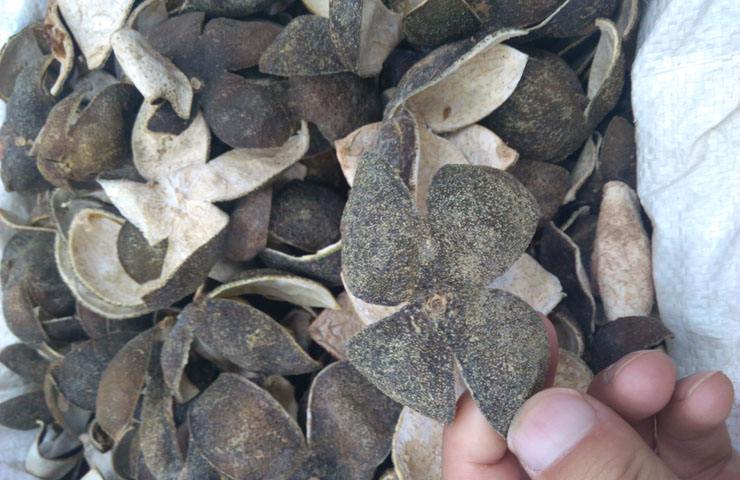 四花青皮